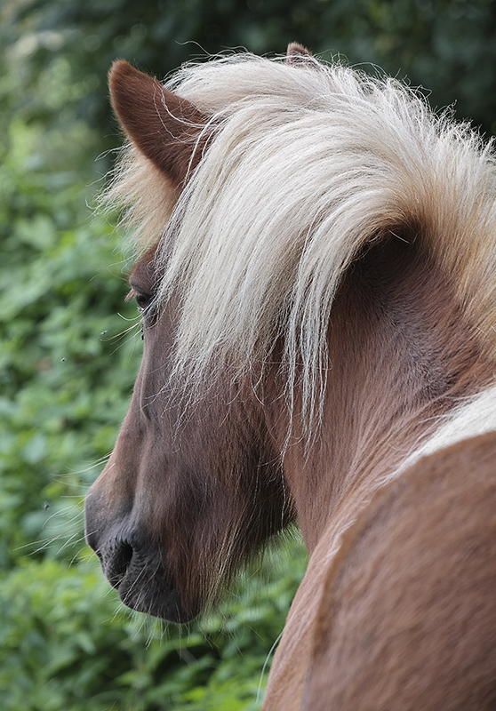 Tiere Mecklenburgische Seenplatte SAM_4605 als Smartobjekt-1 Kopie.jpg - Haflinger -  auf einer Pferdekoppel